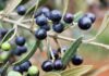 Yabani zeytin ağaçları ekonomiye kazandırılıyor