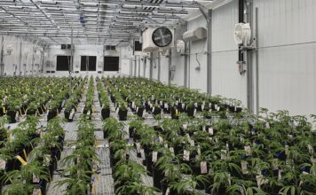 Tıbbi kenevir üretiminde yeni dönem